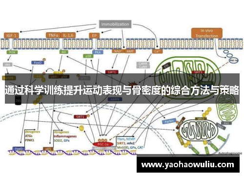 通过科学训练提升运动表现与骨密度的综合方法与策略
